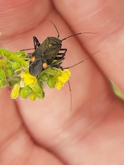 Closterotomus cinctipes