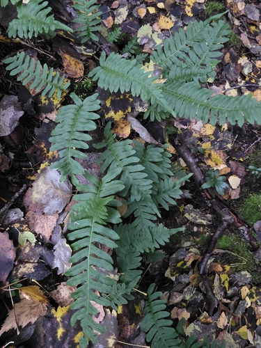 common polypody