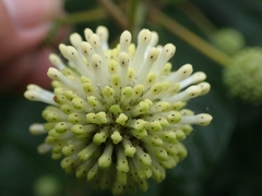 Cephalanthus tetrandra