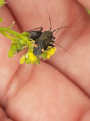 Closterotomus cinctipes