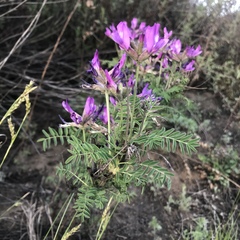 Astragalus suffruticosus
