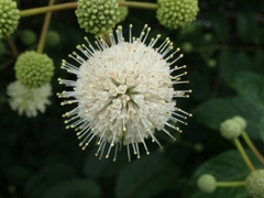 Cephalanthus tetrandra