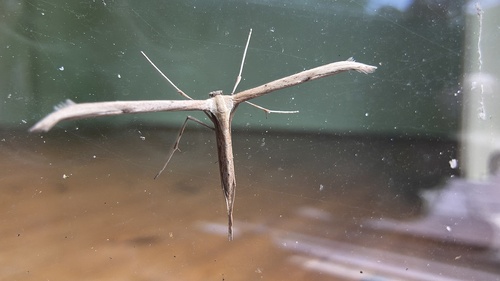 Morning-glory Plume Moth