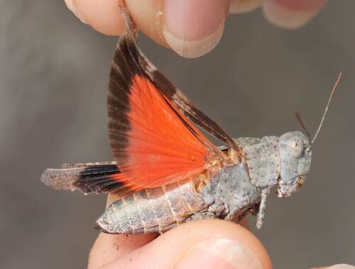 Balkan Band-winged Grasshopper