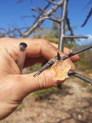 Commiphora viminea