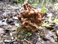 Gyromitra gigas