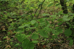Rubia cordifolia