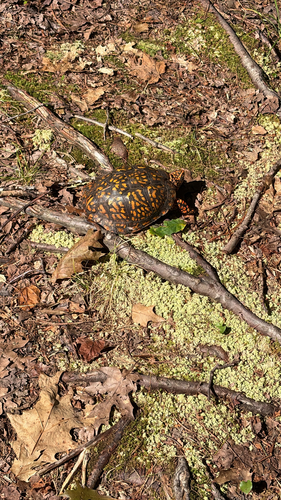 Eastern Box Turtle