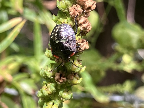 Southern Green Stink Bug
