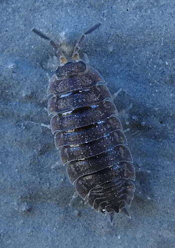 Common Rough Woodlouse