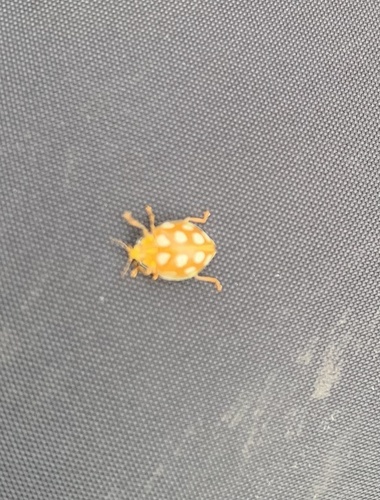 Orange Ladybird
