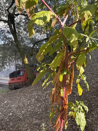 American pokeweed