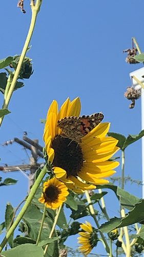 Painted Lady