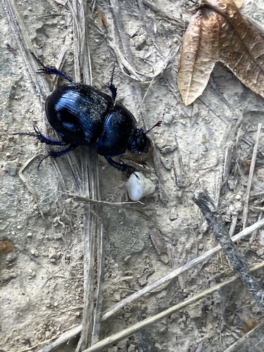 Woodland Dor Beetle