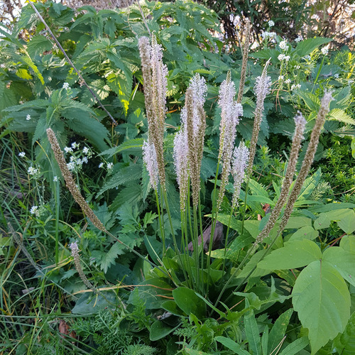 Plantago urvillei, photograph 3