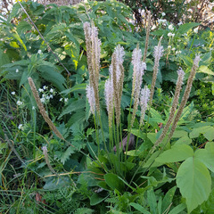 Plantago urvillei, photograph (c) Дарья Друщенко, some rights reserved (CC BY)