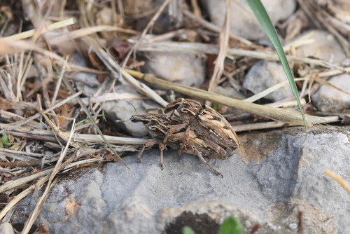 Coniocleonus nigrosuturatus