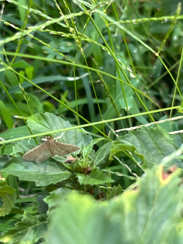 Grass Webworm Moth