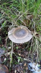 Amanita pekeoides