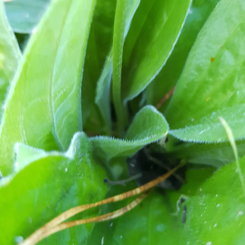 Plantago urvillei, photograph 4