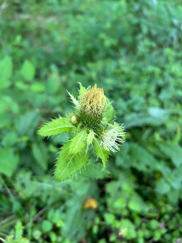 Cabbage Thistle