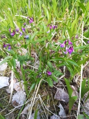 Lathyrus vernus