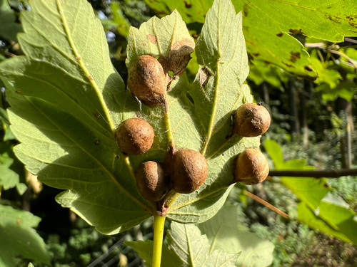 Maple gall wasp