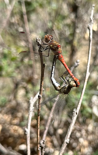 Common Darter