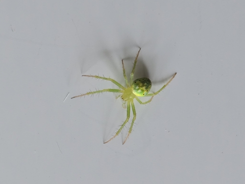 Red-spotted Orbweaver