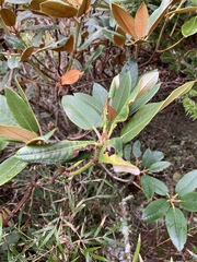 Rhododendron hyperythrum
