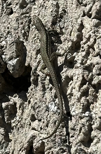 Common Wall Lizard