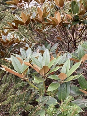Rhododendron hyperythrum