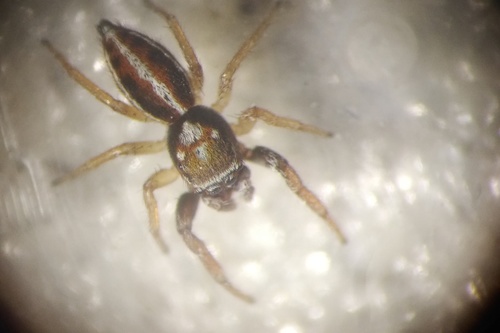 Jumping spider