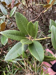 Rhododendron hyperythrum