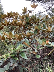 Rhododendron hyperythrum
