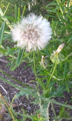 Leontodon longirostris