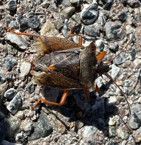 Forest Bug