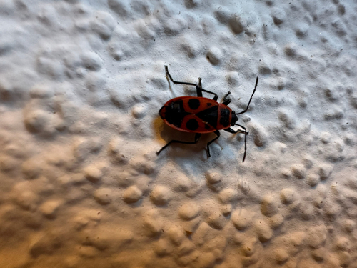 European Firebug