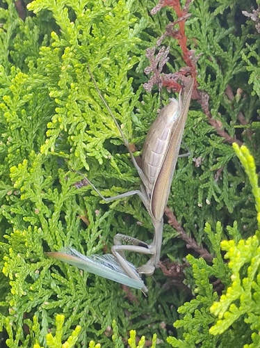 European Mantis