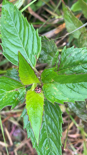 Spotted Pink Lady Beetle