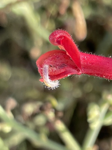 Gambelia juncea
