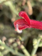 Gambelia juncea