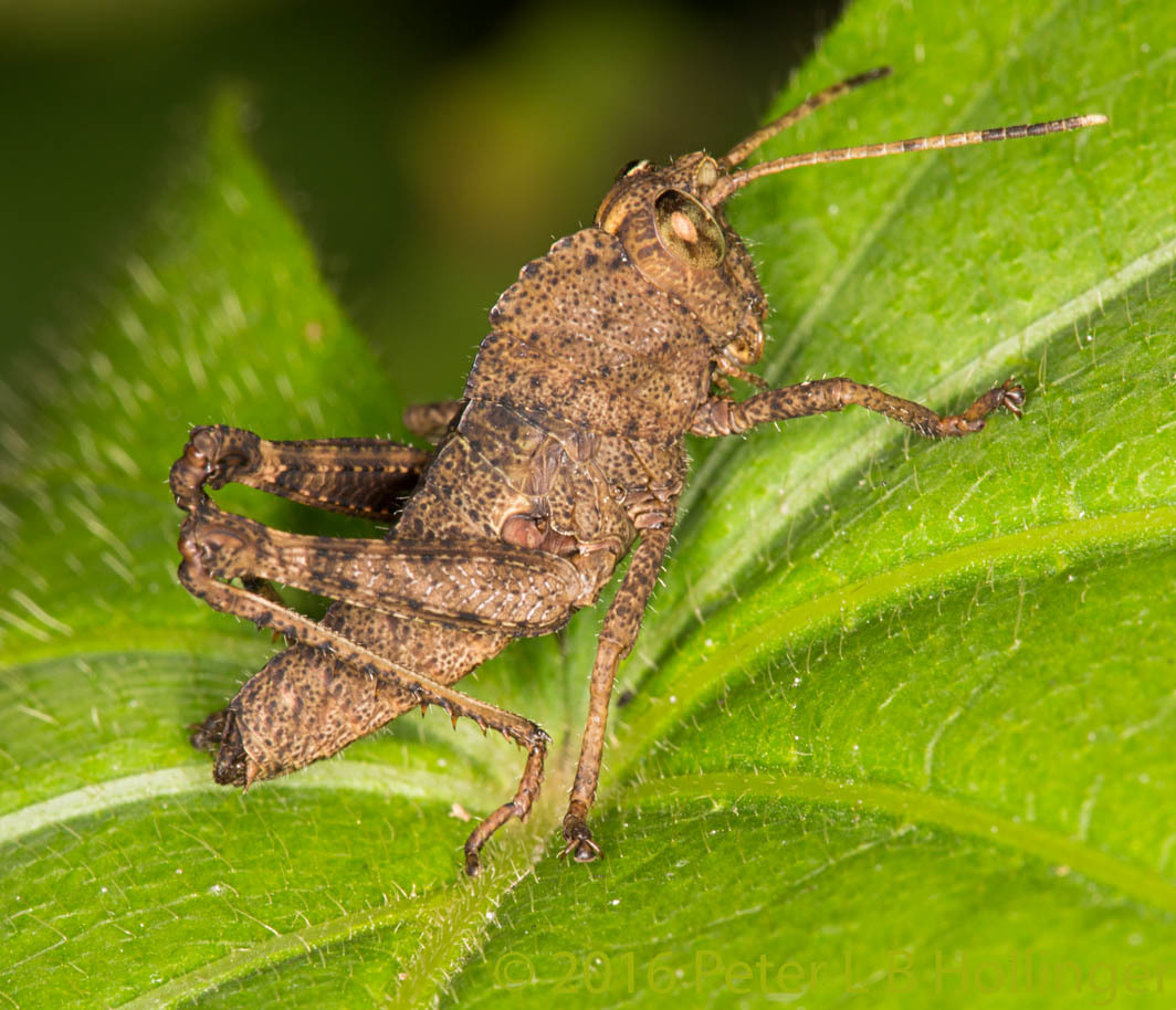 Elaeochlorini image