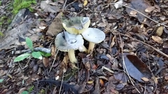Russula tricholomopsis