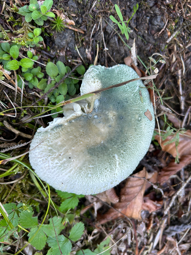 Green Russula