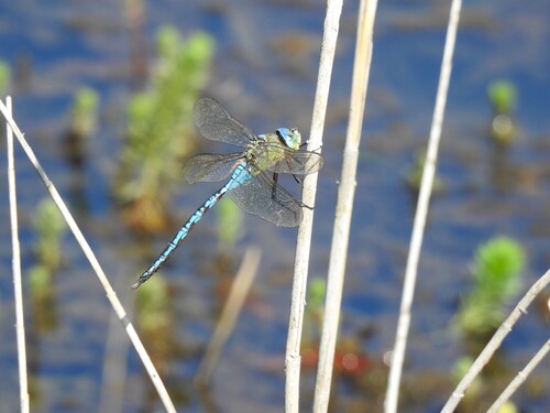 Blue Emperor
