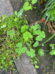 Medicago arabica, photograph (c) Jose Gutierrez Higa, some rights reserved (CC BY)