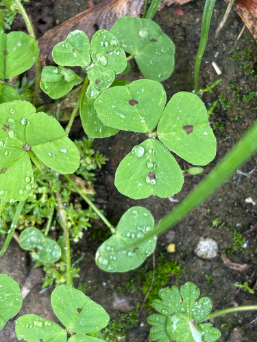 Medicago arabica, photograph 6