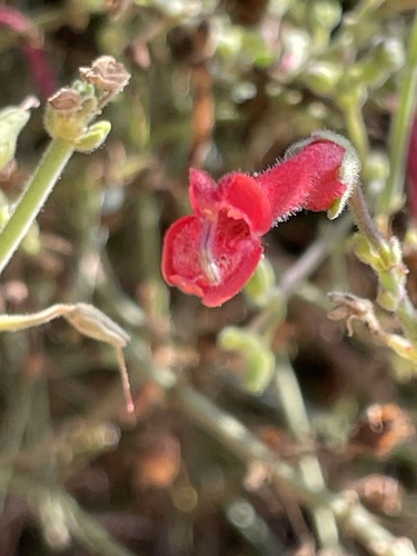 Gambelia juncea, photograph 2