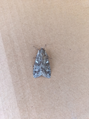 Great Brocade